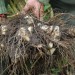 Foto: www.vergetengroenten.be