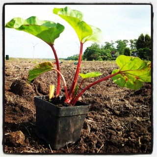 Rabarber aanplant